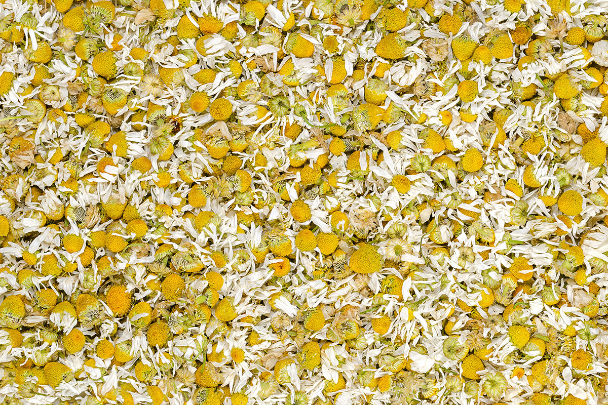 Chamomile