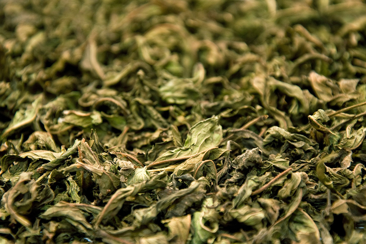 النعناع الفلفلي